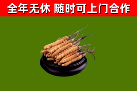 济源市烟酒回收冬虫夏草.jpg